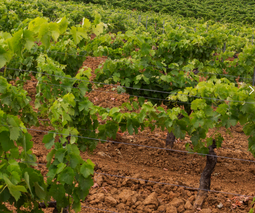 Centopassi Giato Bianco vineyard rows with green grapevines and rocky soil