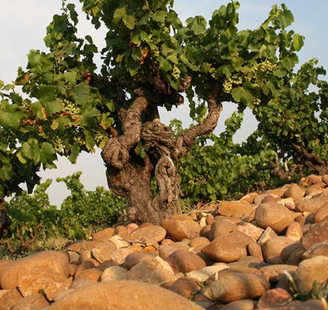 Domaine Juliette Avril Châteauneuf du Pape 2022