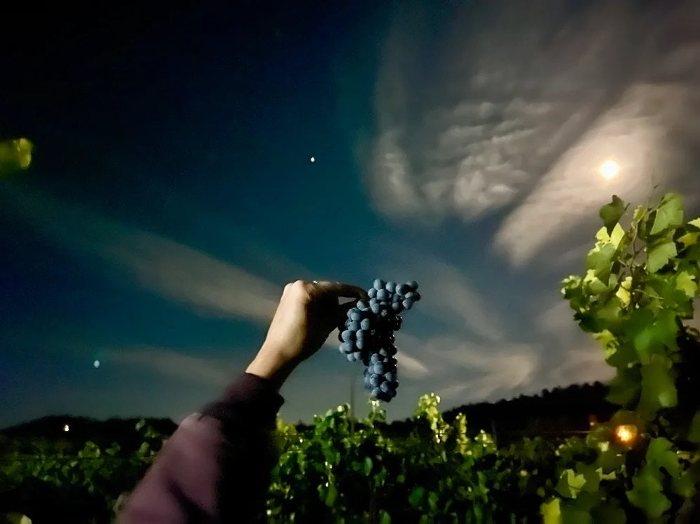 Read Holland 2022 Deep End Anderson Valley Pinot Noir