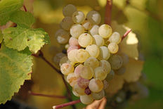 1 800px riesling grapes leaves