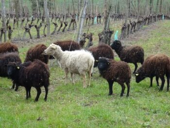 Fouet's organic practices extend to their use of sheep for weed control