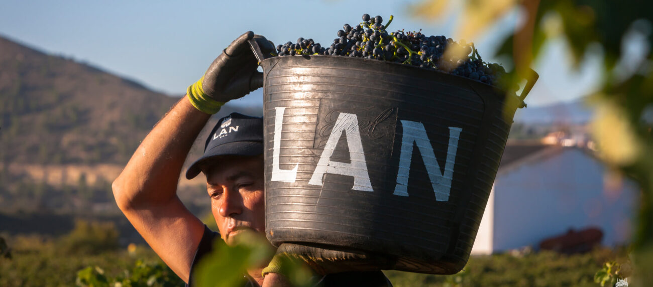 Field worker harvesting gapes at Bodegas LAN, Rioja Spain