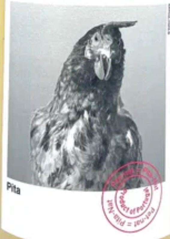 Planet Mouraz 2023 Pita Pet Nat