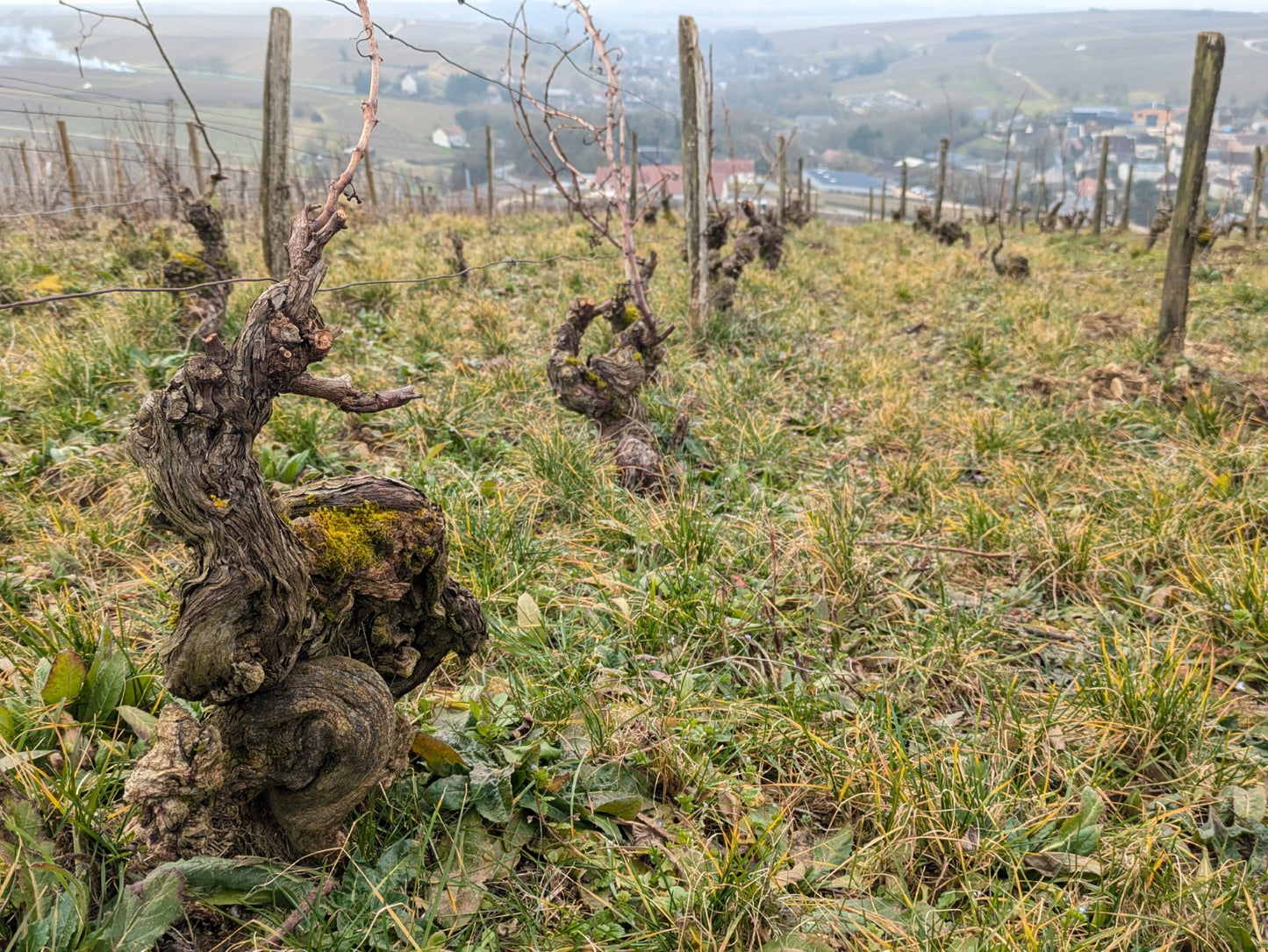 Dom Philippe Auchere 2024 Sancerre
