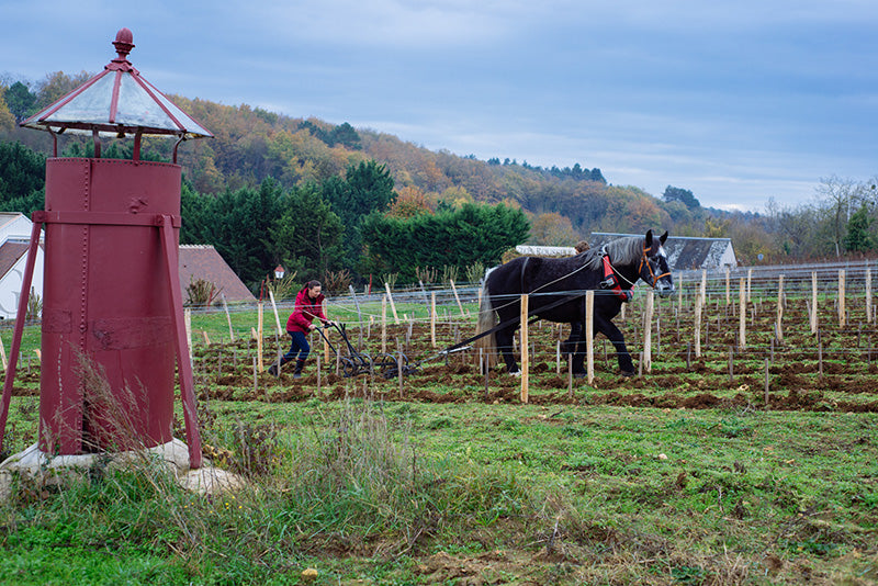 Clos Roussely Touraine Canaille Gamay Loire Valley