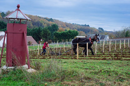 Clos Roussely Touraine Canaille Gamay Loire Valley