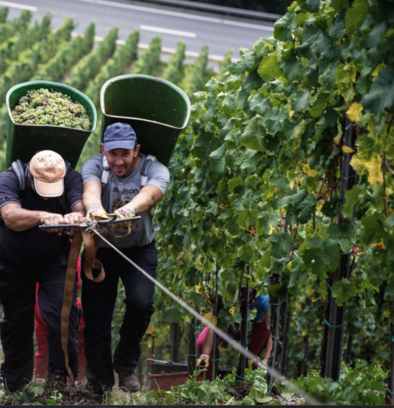 tow ropes aid harvesters climb the steep vineyard slopes!